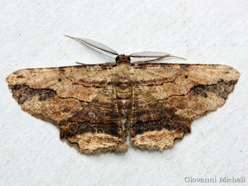 Geometridae da identificare - Menophra abruptaria